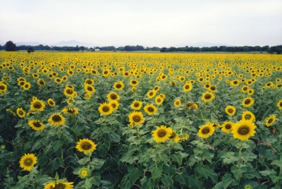 Fossacesia. Raccolta Fitosanitaria rifiuti aziende agricole