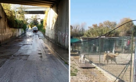 Pescara: Via Raiale e canile