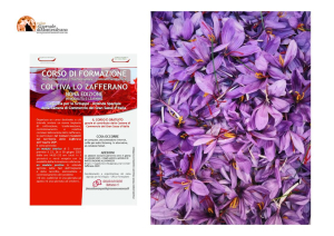 Corso di formazione “Coltiva lo zafferano” Valorizzazione dello zafferano DOP - Nona Edizione