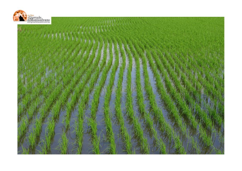 Moscufo, Loreto e Cappelle, campagne sommerse. "Ritardo apertura diga Penne" e alvei fiumi da pulire.