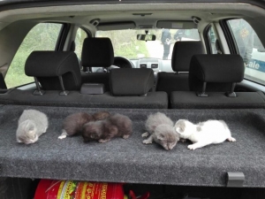 i 5 gattini sopravvissuti