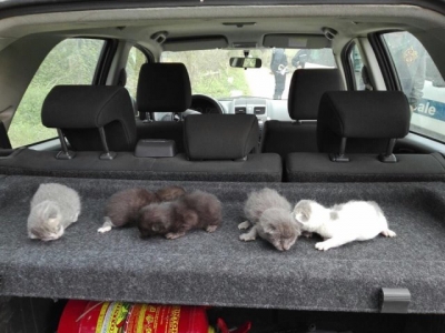 i 5 gattini sopravvissuti