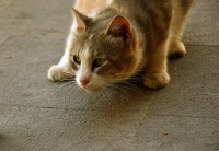 CBD sta diventando popolare per gli animali.