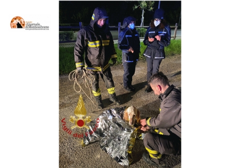 Scafa, un cane intrappolato nel depuratore fognario, salvato dai Pompieri
