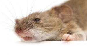 Vivisezione/Lanciano. Il primo processo per uccisione di topi.