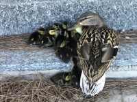 la famigliola salvata
