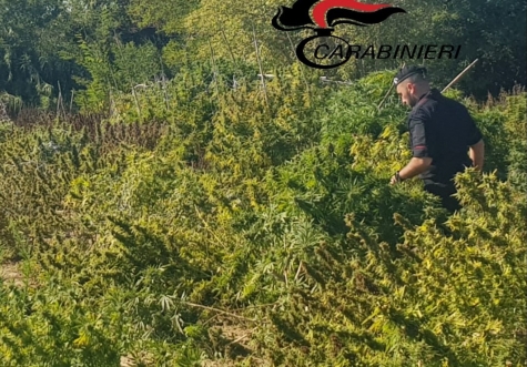 Carabinieri mentre trinciano le piante