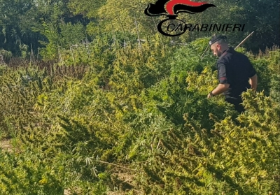 Carabinieri mentre trinciano le piante