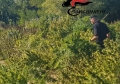 Carabinieri mentre trinciano le piante