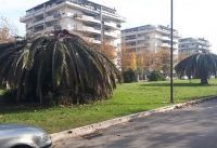 Montesilvano. Giardini mediterranei davanti al PalaDeanMartin