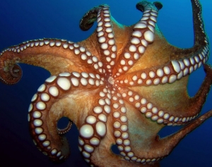 Alzheimer, dalla saliva del polpo nuovi benefici per la salute