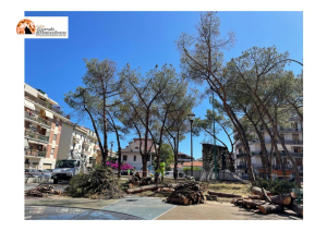 Pescara, Radici in Comune: ripartiti i tagli di alberi