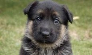 Arriva Dobrina. Dopo Diesel Russia dona cucciolo agente