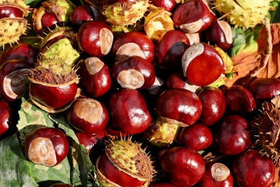 Vallerano, la festa della castagna
