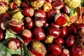 Vallerano, la festa della castagna