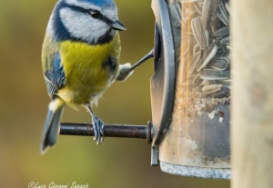 Montesilvano. Parco della Libertà, il primo Bird Garden d’Abruzzo