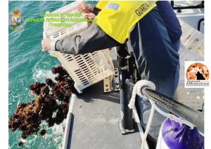 Pescatori subacquei sanzionati. Ecco cosa succede ai ricci di mare sequestrati.