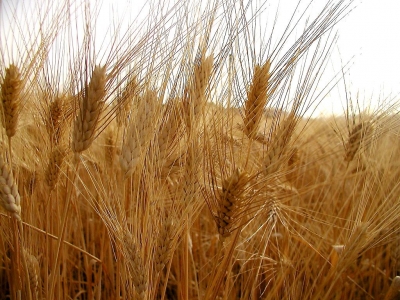 Abruzzo/Grano è crisi senza precedenti. Agricoltori abruzzesi, blitz a Roma.