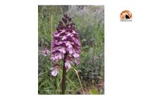 Alla scoperta delle orchidee selvatiche e dei fiori spontanei nel Parco Lauretum (PE).