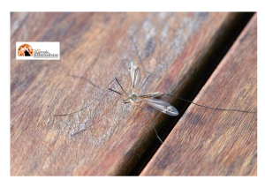 Dengue,  sintomi e chi deve vaccinarsi