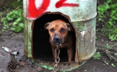 Orribile. Marocco/video: cecchini della polizia sterminano cani in massa.