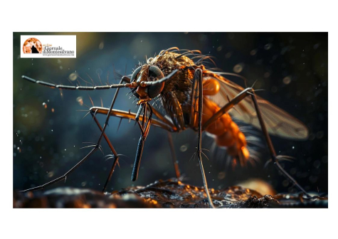 Pescara/West Nile. Potenziamento di disinfestazione zanzare