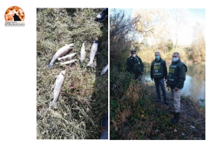 Pesci morti nel fiume Pescara nel Comune di Rosciano