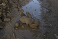 Idomeni - foto shock di un neonato lavato nel fango indignano il mondo