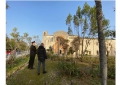 Manoppello/potature a Santa Maria Arabona. Sindaco,  sopralluogo con professionista