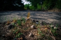 Fossacesia, strade pericolose