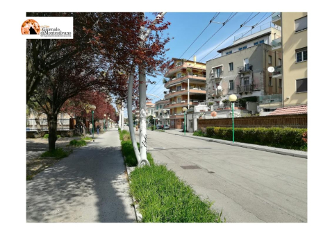 Bus elettrici sulla Strada Parco, all'inaugurazione viene investito un cagnolino.