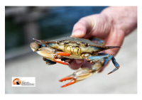 L'invasione invisibile del granchio blu: l'ombra del cambiamento climatico sul futuro della pesca mediterranea