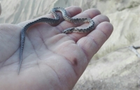 Calanchi di Atri, studenti scoprono raro serpente.
