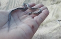 Calanchi di Atri, studenti scoprono raro serpente.