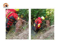 Spoltore, cavallo salvato, rischiava di annegare