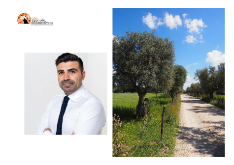 Pescara, raccolta delle olive dagli alberi in parchi e giardini pubblici, c'è un avviso