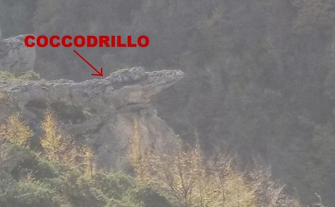 Coccodrillo
