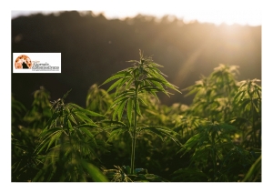 Su Pescara colli robuste piante di cannabis, con fusti alti più di due metri: laboratori hi tech