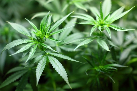 Cannabis libera. Si all'autoproduzione a uso ricreativo.