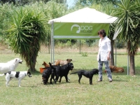 Il dog Village