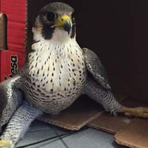 Falco pellegrino salvato a Pianella