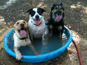 cani in ammollo per fronteggiare la calura