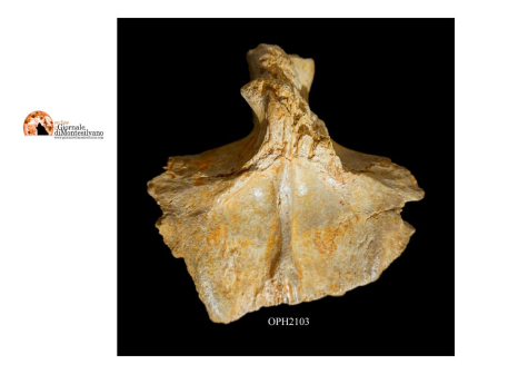 Grandi novità sui dinosauri al Museo Ophis Di Teramo: un enigma lungo un secolo