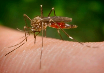 Zika Virus, OMS si propaga "in maniera esplosiva"