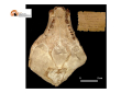 San Valentino: una foca di 23 milioni di anni fa al Museo dei fossili e delle ambre