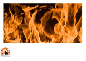 Incendio nella Pineta di Pescara. Vigili del Fuoco spengono fiamme accanto al lago dei cigni.