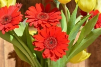 fiori