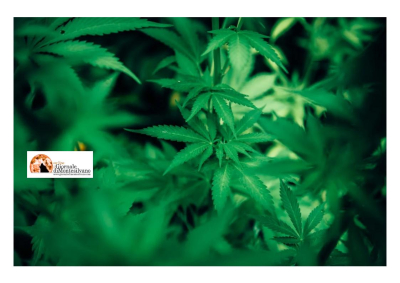 Sulmona, scoperta piantagione di cannabis, un arresto