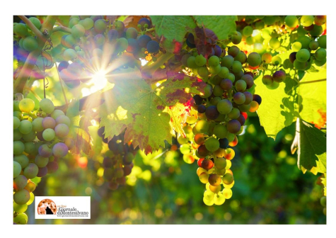 Viticoltura abruzzese,“cartografia parlante” per valorizzare i vitigni italiani, l’identità delle realtà produttive, attraverso contenuti multimediali immersivi