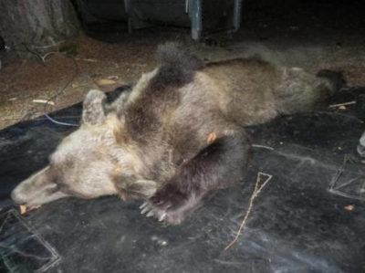 foto pubblicata sui social per denunciare la morte dell'orsa